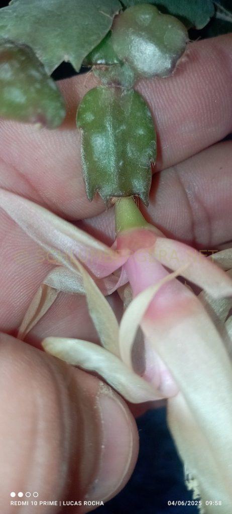 Schlumbergera 'Estrela'