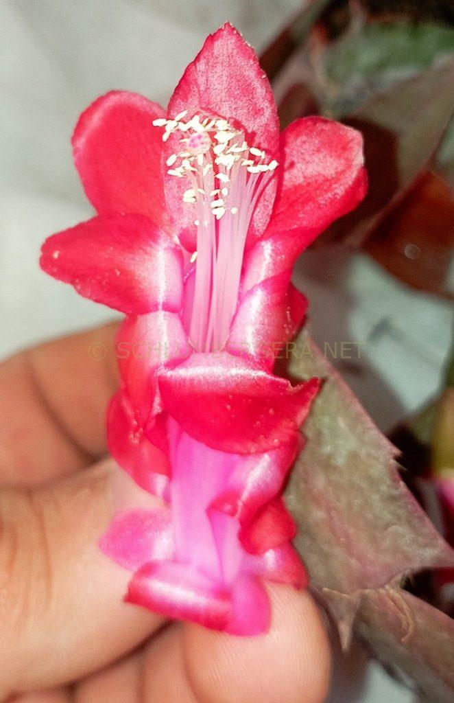 Schlumbergera 'Gabriela Brasil'