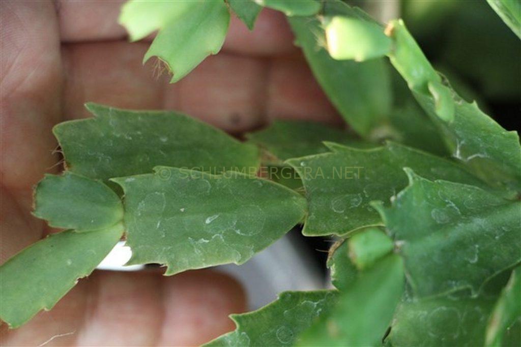 Schlumbergera 'A.J.S. McMillan'