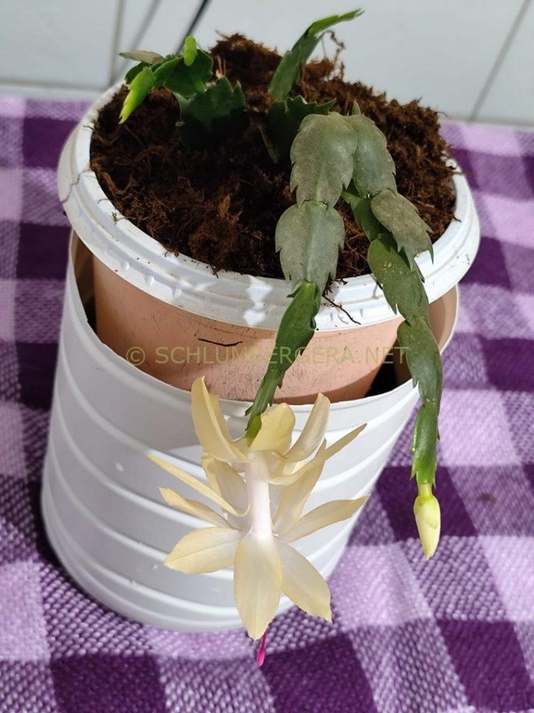 Schlumbergera 'Pérola Brasil'