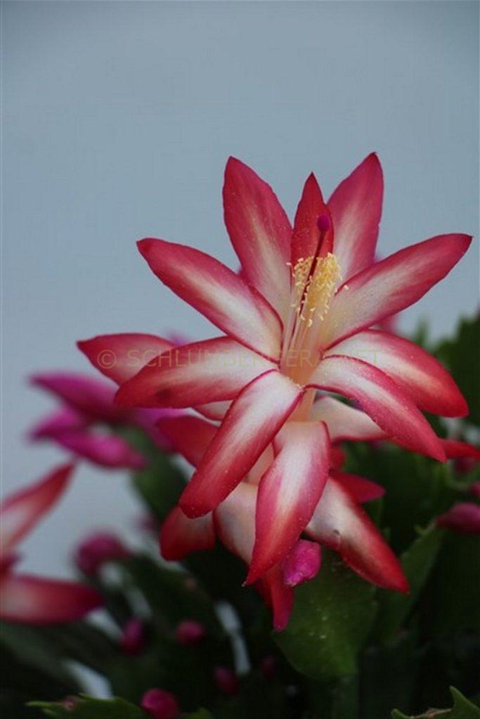 Schlumbergera 'Anastasia Romanova'
