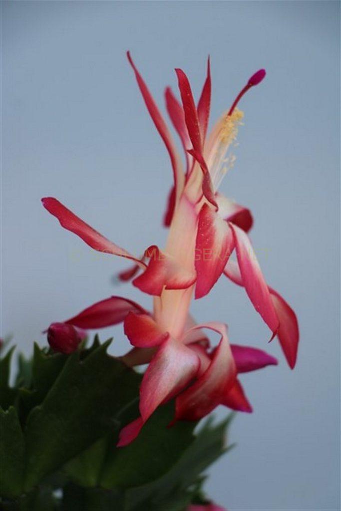 Schlumbergera 'Anastasia Romanova'