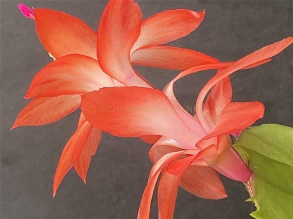 Schlumbergera 'Be My Lover'