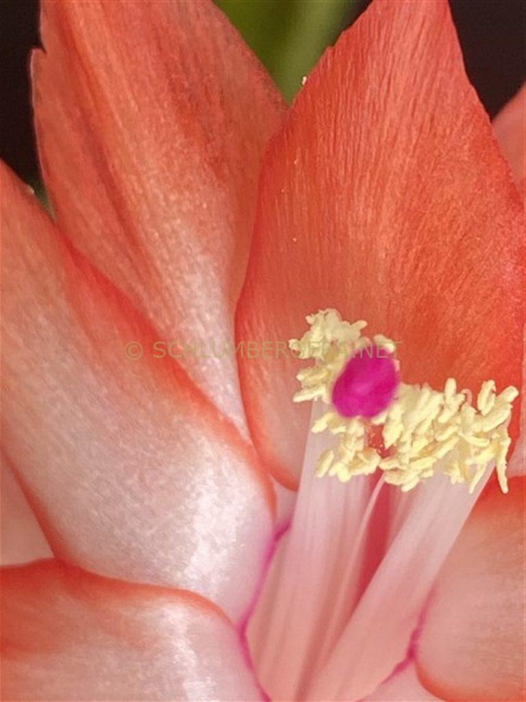 Schlumbergera 'Be My Lover'