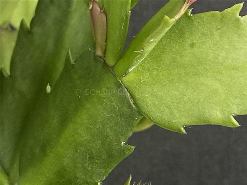 Schlumbergera 'Be My Lover'