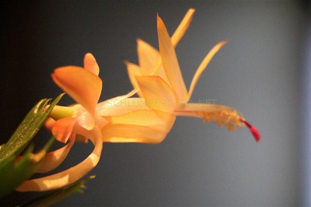 Schlumbergera 'Curt Knebel'