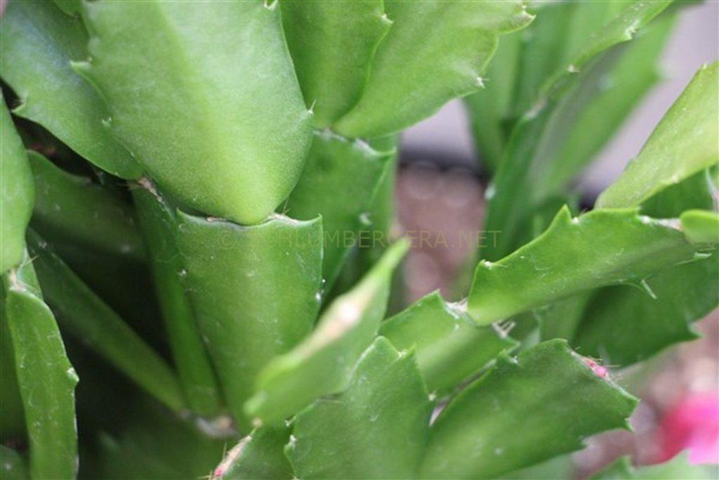 Schlumbergera 'Curt Knebel'