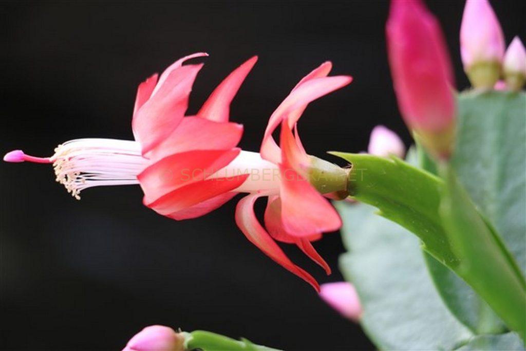 Schlumbergera 'Diva'