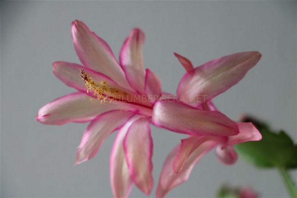 Schlumbergera 'Dutch Success'