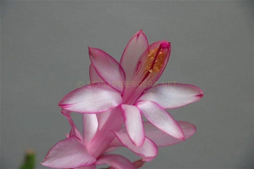 Schlumbergera 'Dutch Success'