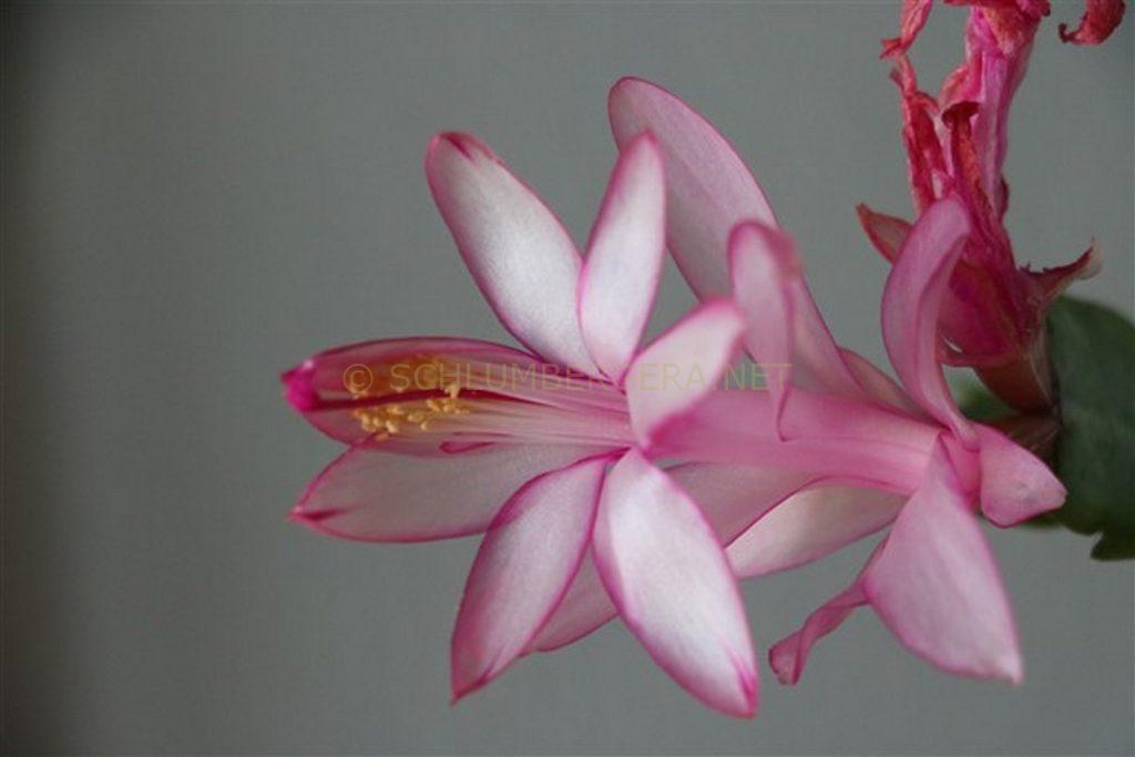 Schlumbergera 'Dutch Success'