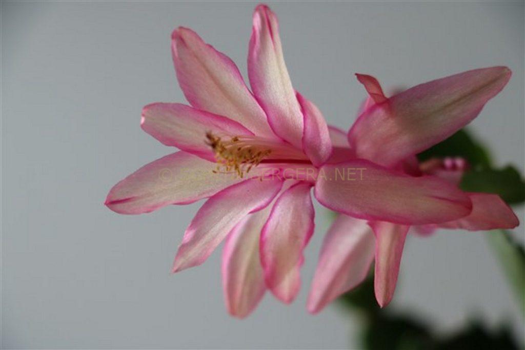 Schlumbergera 'Dutch Success'
