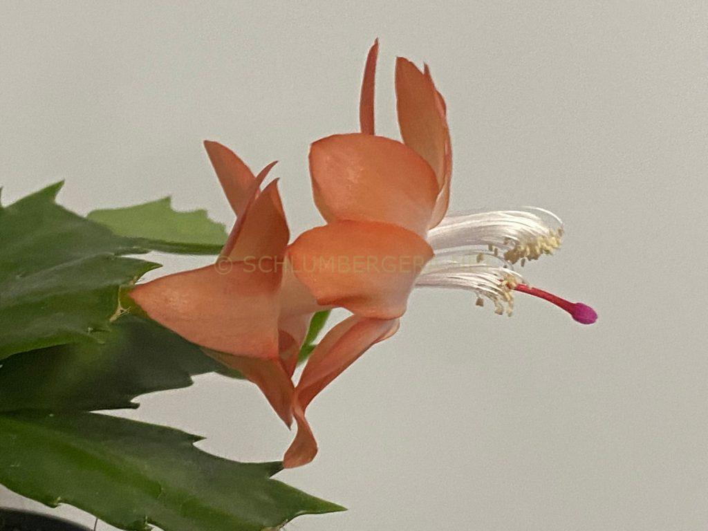 Schlumbergera 'Emperors Imperium'