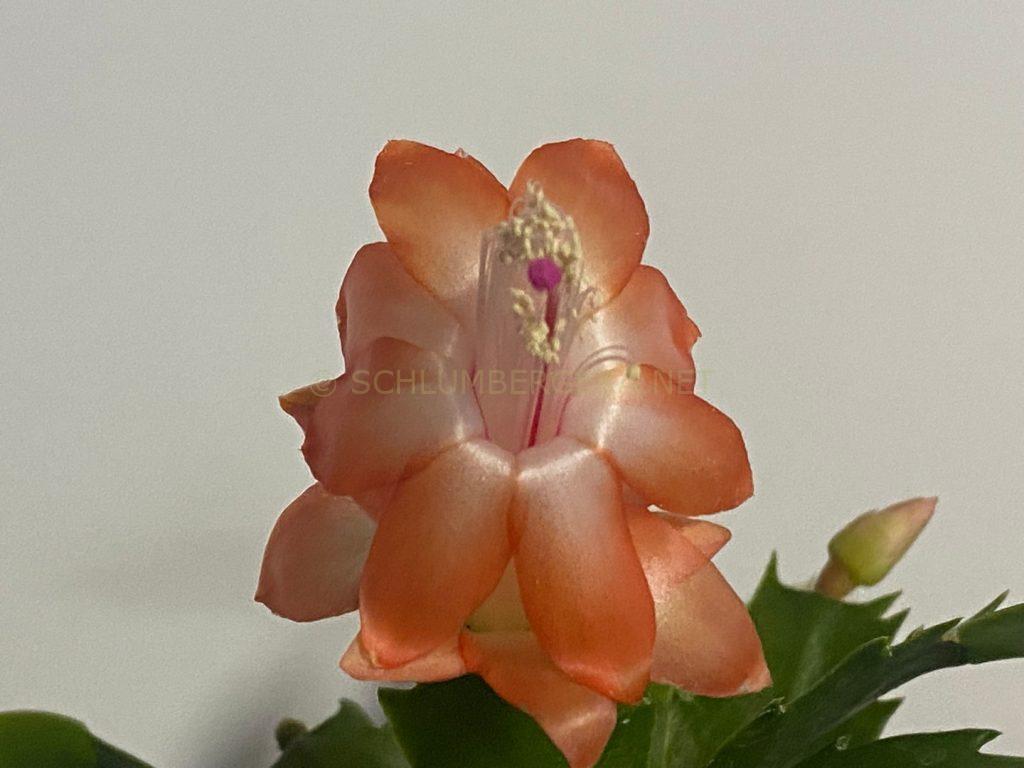 Schlumbergera 'Emperors Imperium'