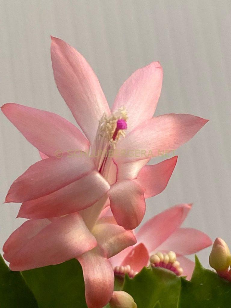 Schlumbergera 'Lucille Ball'