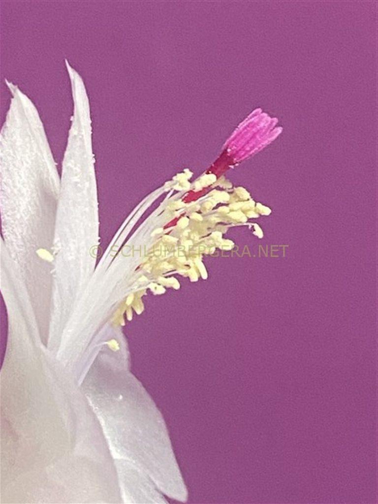 Schlumbergera 'Snow Bells'