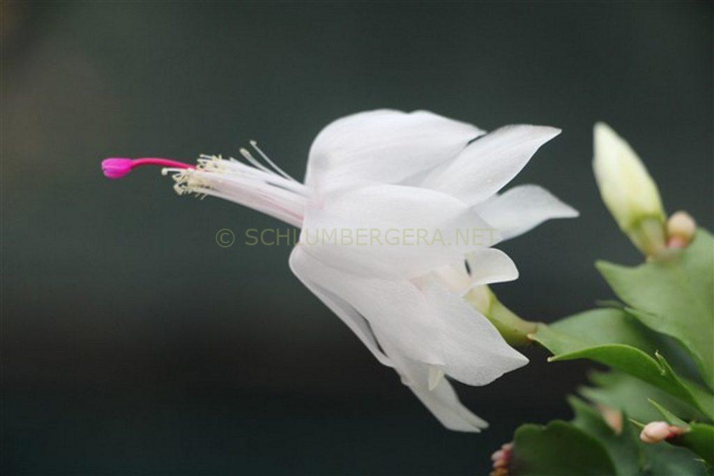 Schlumbergera 'Snow Dream'