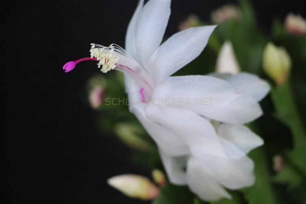 Schlumbergera 'Snow Lion'