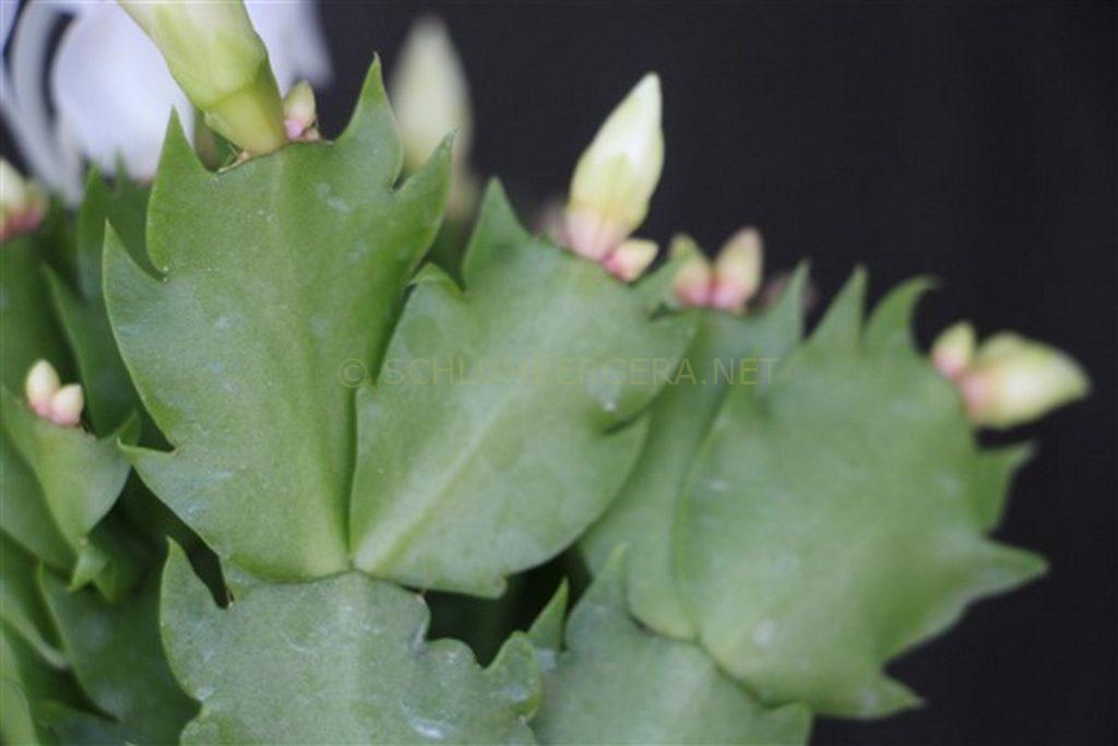 Schlumbergera 'Snow Lion'