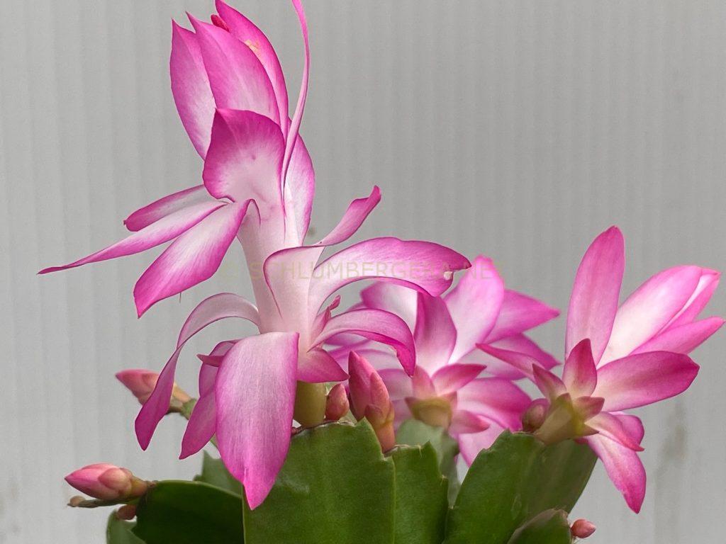 Schlumbergera 'Spaghetti Bolognese'