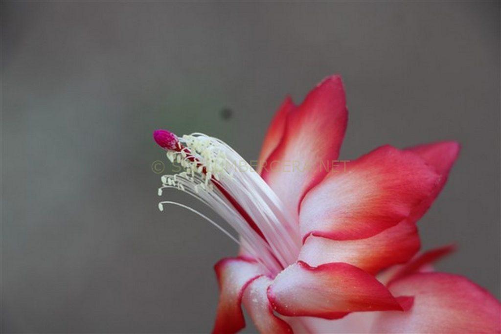 Schlumbergera 'Stardom'
