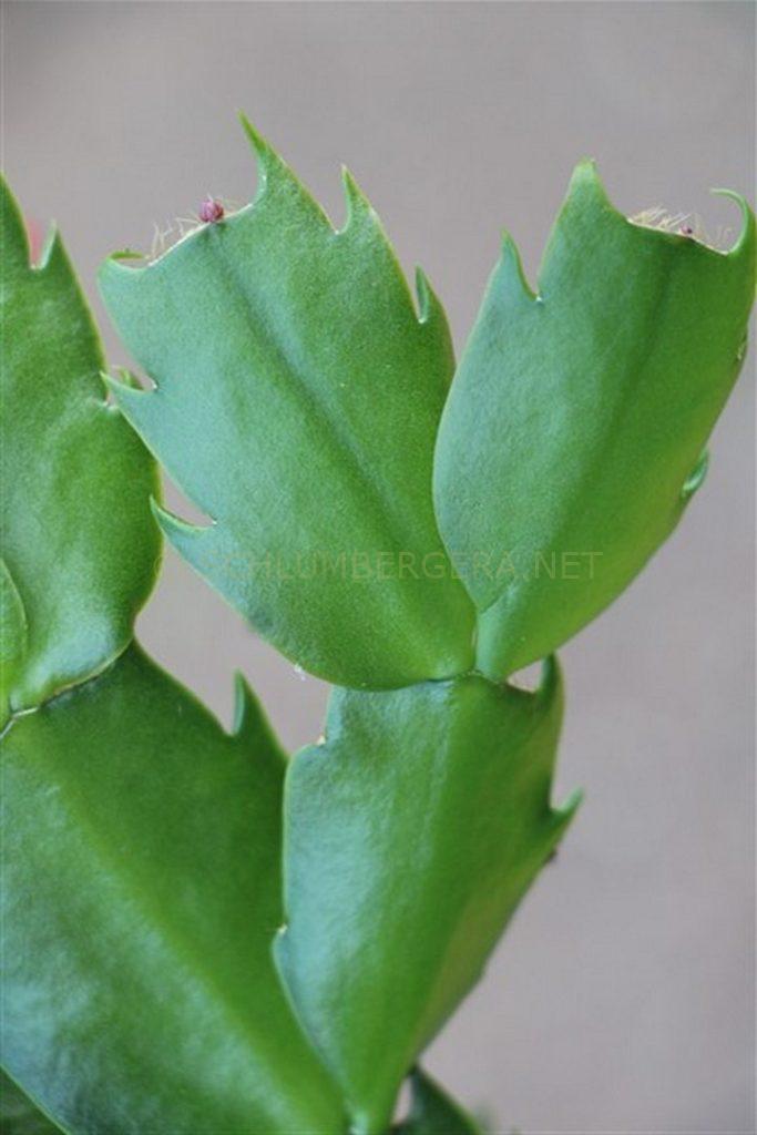 Schlumbergera 'Stardom'