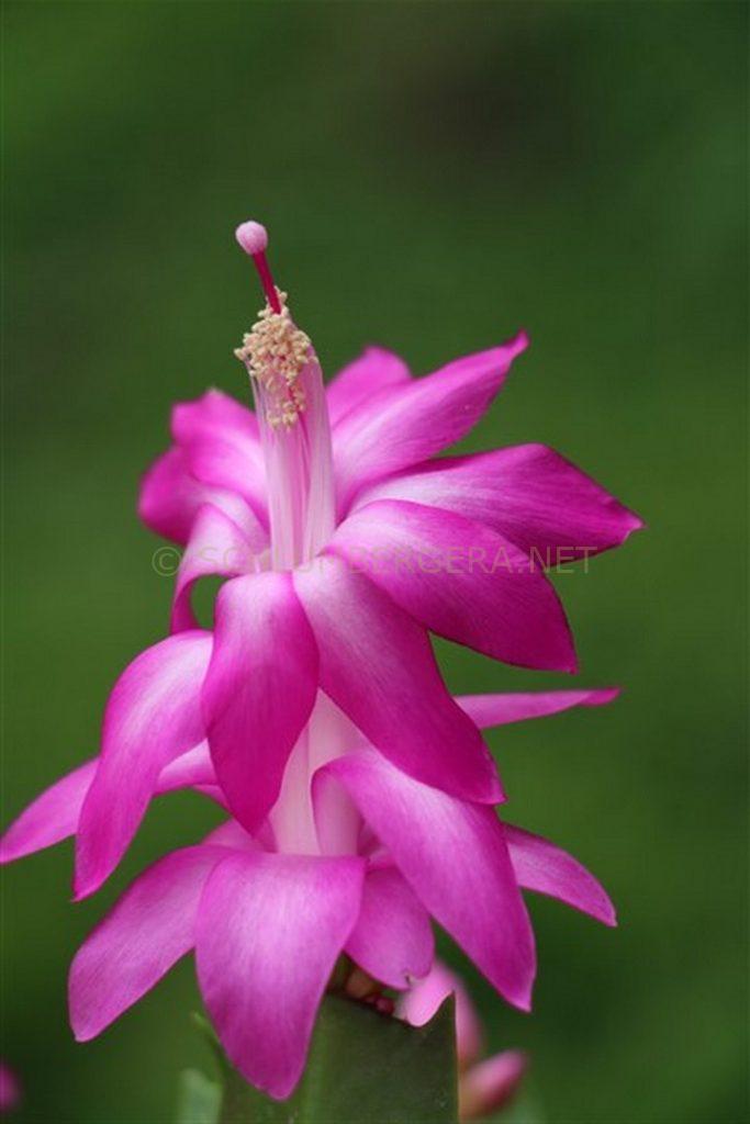Schlumbergera 'Xenia'