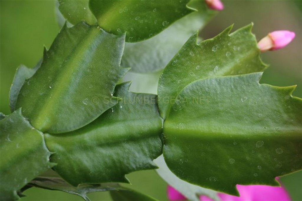 Schlumbergera 'Xenia'