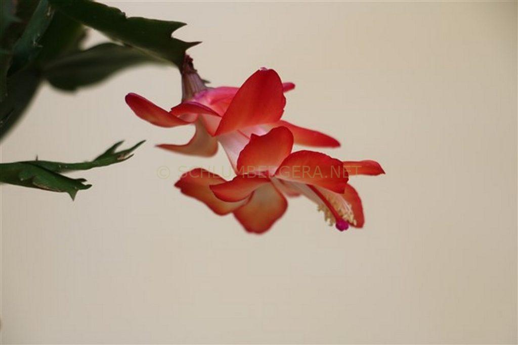 Schlumbergera 'Zygotica'