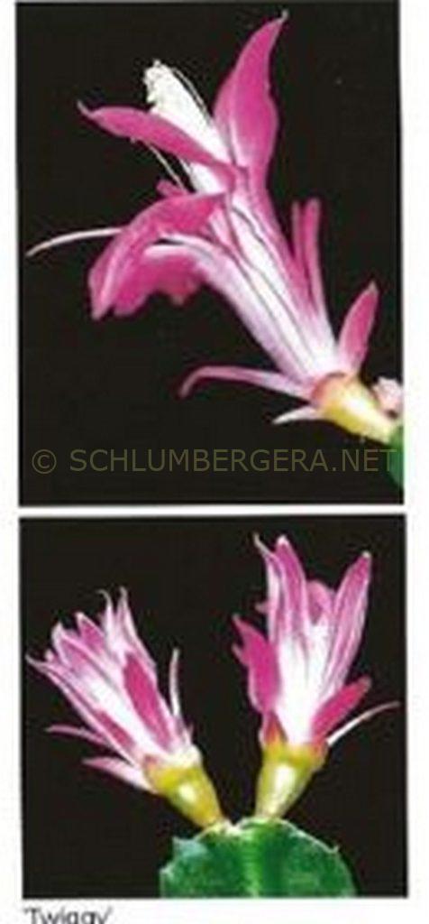 Schlumbergera 'Twiggy' [Süpplie]