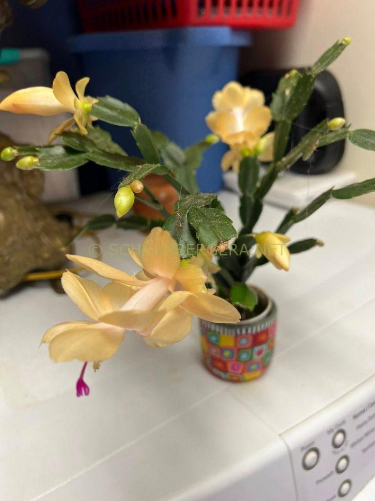 Schlumbergera 'Goldiegirl'