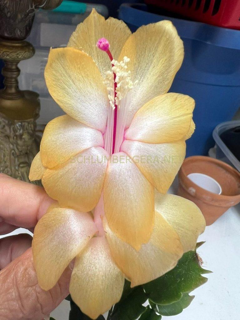 Schlumbergera 'Goldielocks'