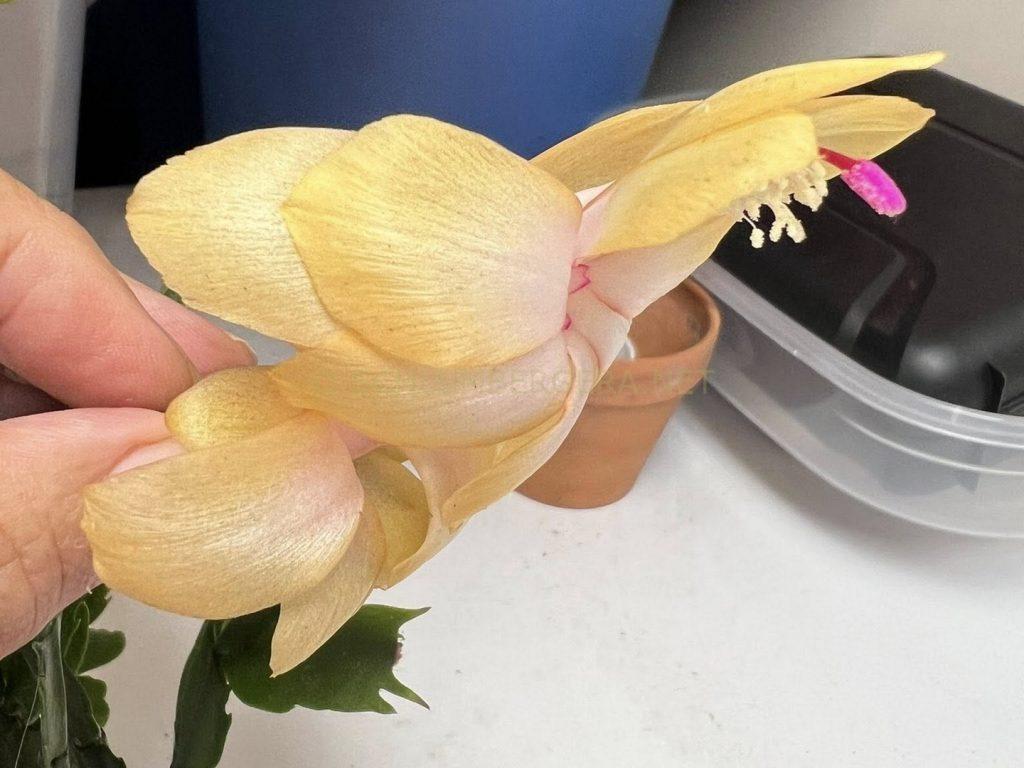 Schlumbergera 'Goldielocks'