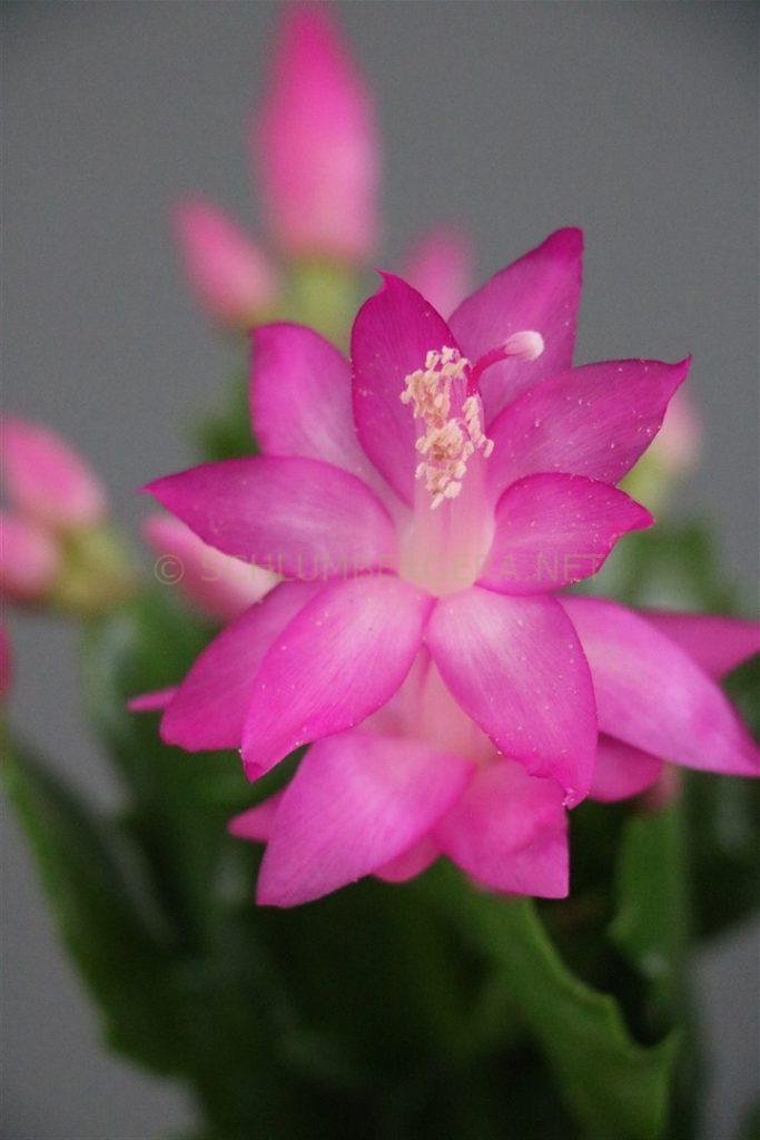 Schlumbergera 'Azzurri'