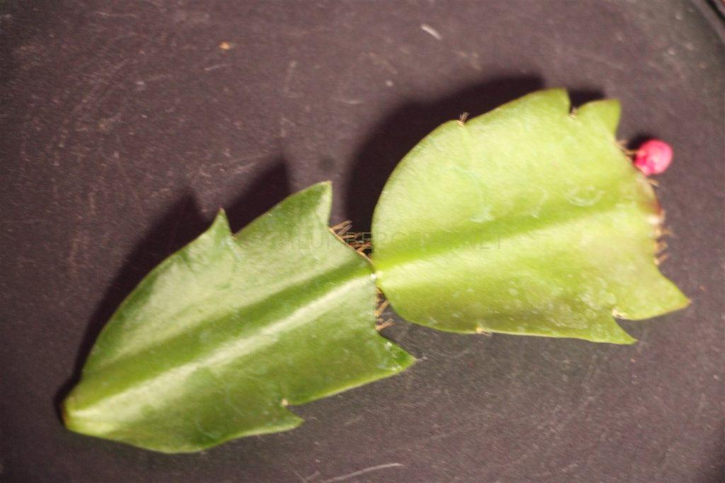 Schlumbergera 'Azzurri'