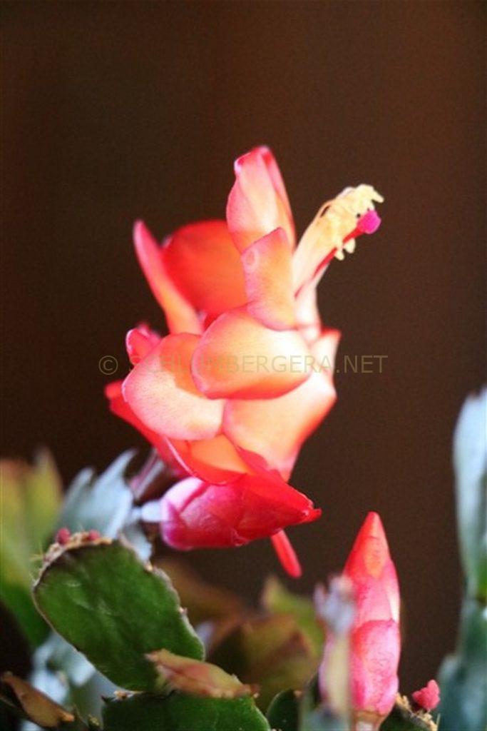 Schlumbergera 'Dutch Duty'