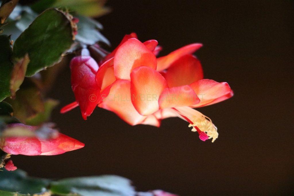 Schlumbergera 'Dutch Duty'