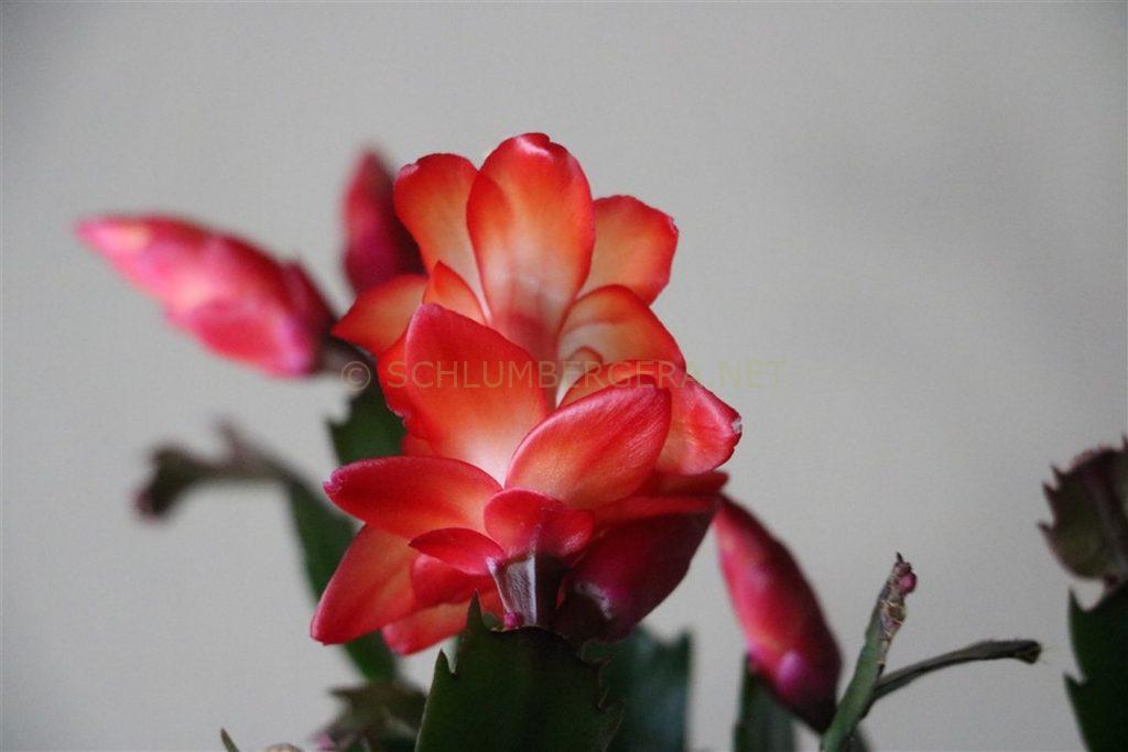Schlumbergera 'Dutch Duty'