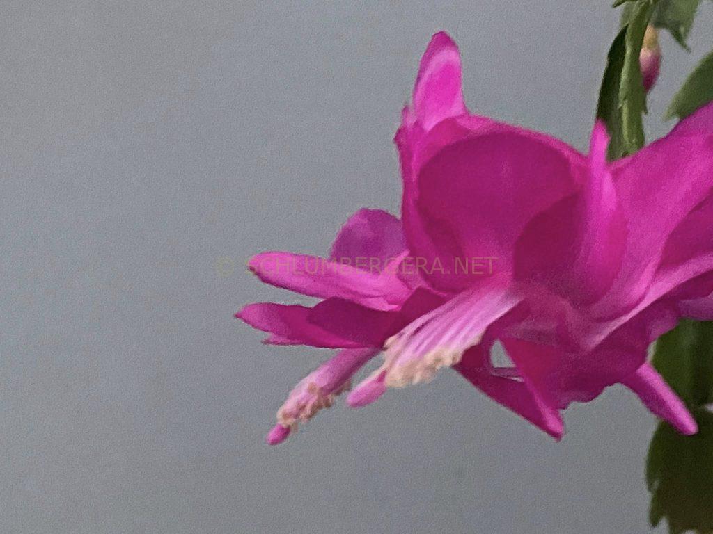 Schlumbergera 'Italian Hero'