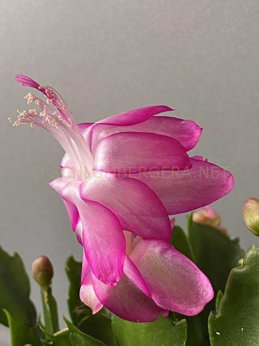 Schlumbergera 'Italian Hero'