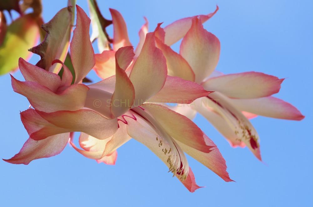 Schlumbergera 'Brightlingsea'