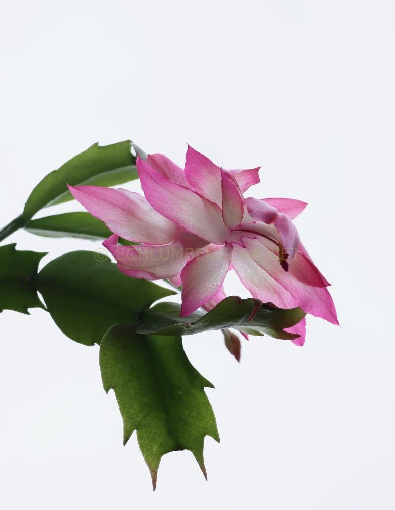 Schlumbergera 'Dark Queen'