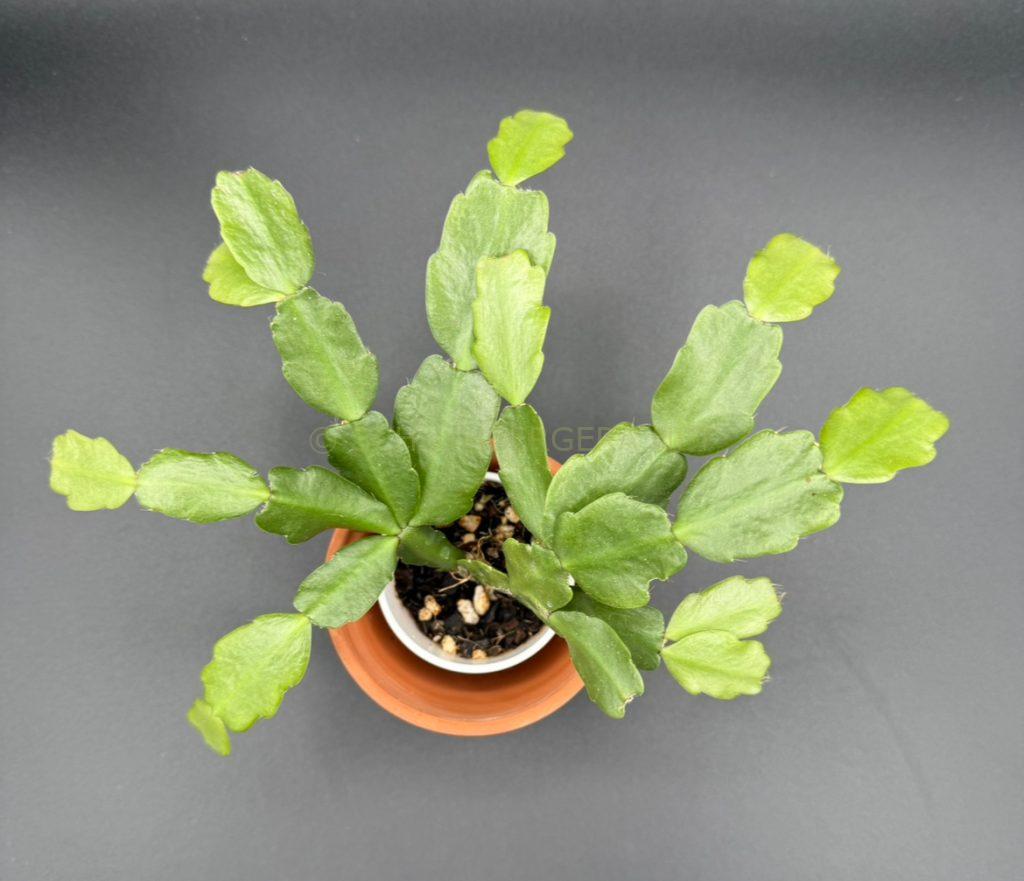 Schlumbergera 'Geneva'