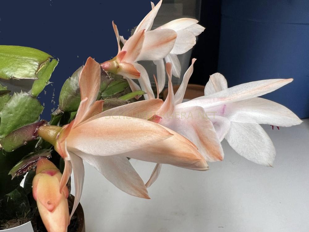 Schlumbergera 'Moonlight Fantasy'