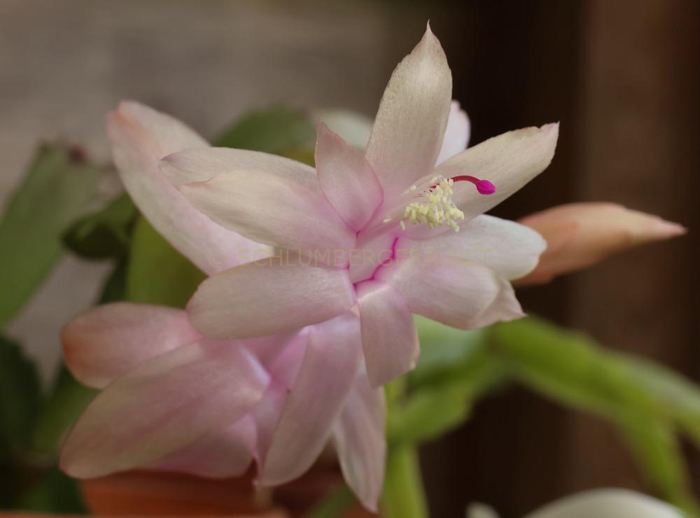 Schlumbergera 'Peaches and Cream'