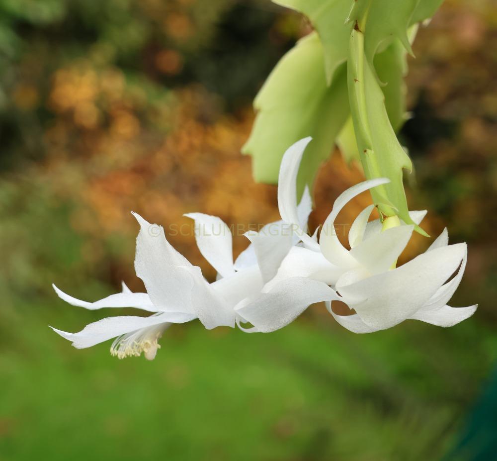 Schlumbergera 'Snow Angel'