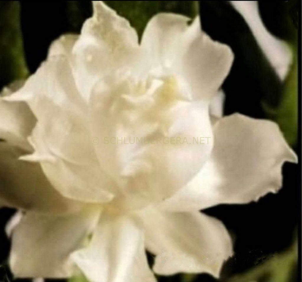 Schlumbergera 'Taipei White Peony'