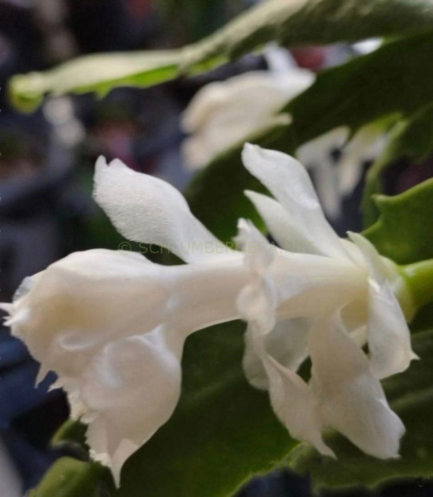 Schlumbergera 'Taipei White Peony'