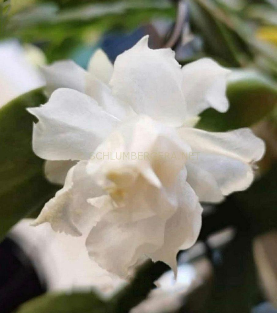 Schlumbergera 'Taipei White Peony'