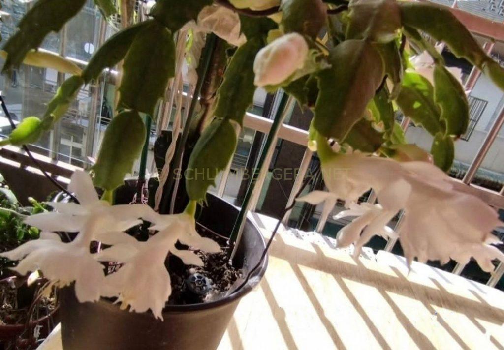 Schlumbergera 'Taipei White Peony'